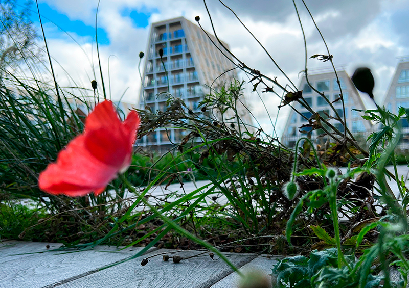 Billede af bygninger med en valmue blomst i forgrund